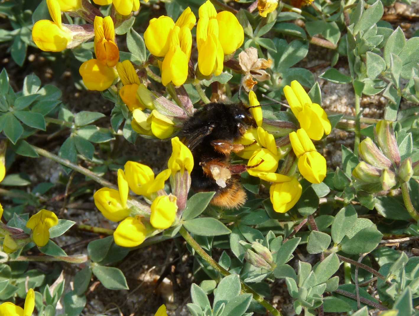 Bombus da determinare